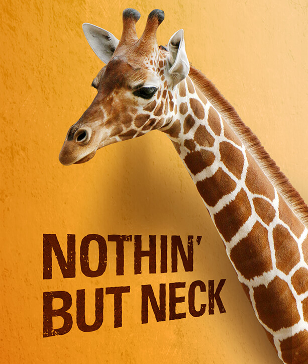 Dallas Zoo giraffe